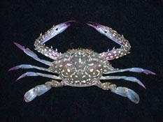 遠海梭子蟹( i Portunus pelagicus /i )