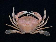 細點圓趾蟹( i Ovalipes punctatus /i )