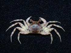 角眼沙蟹( i Ocypode ceratophthalmus /i )
