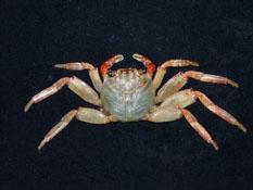 細紋方蟹( i Grapsus tenuicrustatus /i )