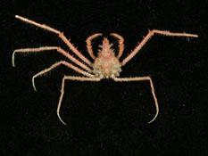 聖氏密刺蟹( i Pleistacantha sanctijohannis /i )