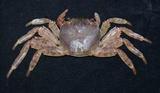 կ(Grapsus albolineatus)