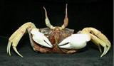 F(<i>Ocypode ceratophthalmus</i>)