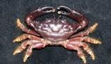 F(Phymodius nitidus)