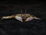 萬歲大眼蟹( i Macrophth...