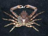 ʥҵB(<i>Schizophrys aspera</i>)