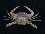 變態蟳( i Charybdis v...
