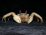 F(<i>Ocypode ceratophthalmus</i>)