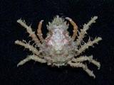 aB(<i>Tiarinia cornigera</i>)