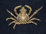 aB(<i>Tiarinia cornigera</i>)