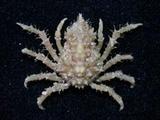 aB(<i>Tiarinia cornigera</i>)
