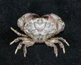 火紅皺蟹( i Leptodius ...