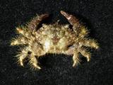 顆粒毛殼蟹( i Pilodius ...
