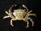 卷肢綠蟹( i Chlorodiel...