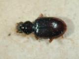 拉丁屬名： em Bembidion...