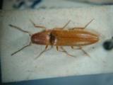 ԤBݦWG<em>Megapenthes</em>
