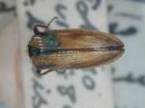 ԤBݦWG<em>Corymbites</em>