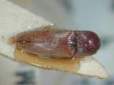 ԤBݦWG<em>Glyphonyx</em>