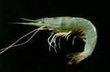 Ϲｼ (C)(<em>Parapenaeopsis hardwickii</em>)