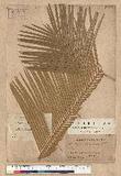 Cycas taitungensis...