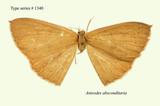 W:Anisodes absconditaria