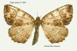 W:Anonychia sinuosa