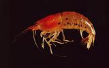 OW̽(<i>Caridina formosae</i>)