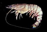 饻ｼ(<i>Penaeus japonicus</i>)