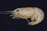 齒額米蝦( i Caridina s...