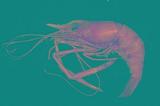 ùh(<i>Macrobrachium rosenbergii</i>)