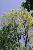 Swietenia mahogoni (L.) Jacq. ߤ
