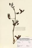 含羞草 （TAIM-H001933）