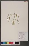 Botrychium lunaria (L.) Sw. гa