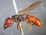 學名:Amblyopone aust...