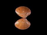 W(ǦW):ت(            <i>Callista chinensis</i>  )