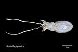 ǦW:Sepiella japonica