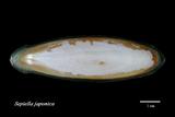 ǦW:Sepiella japonica