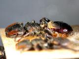 學名:Cephalotes mult...