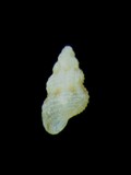 ǦW:Onoba delta