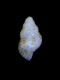 ǦW:Onoba isolata