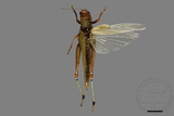 ǦW:Hieroglyphus annulicornis