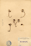 ئW:lү