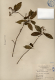 中文種名:狹瓣八仙花