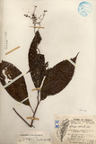 中文種名:台灣草紫陽花