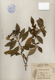 中文種名:華八仙