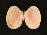 中文名:小眼花簾蛤(006651-00022)學名:Ruditapes variegata (Sowerby, 1852)(006651-00022)